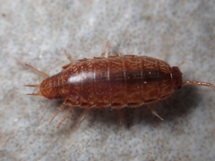 Chaetophiloscia elongata