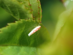 Zygina flammigera
