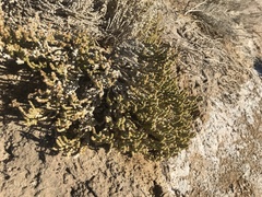 Halocnemum strobilaceum