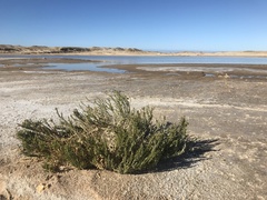 Halocnemum strobilaceum