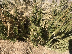 Halocnemum strobilaceum