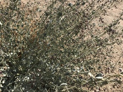 Pergularia tomentosa