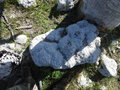 Dorymyrmex antillanus