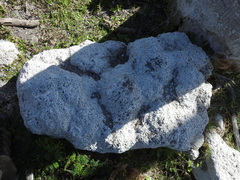 Dorymyrmex antillanus