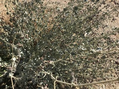 Pergularia tomentosa