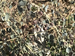 Pergularia tomentosa