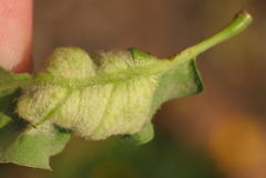 Neuroterus quercicola