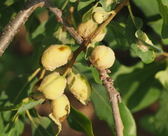 Neuroterus quercicola