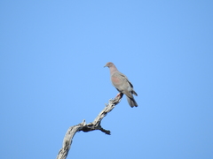 Patagioenas inornata