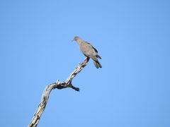 Patagioenas inornata