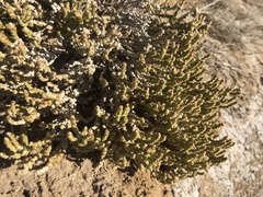 Halocnemum strobilaceum