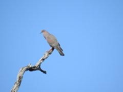 Patagioenas inornata