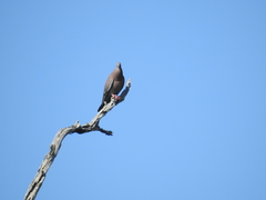 Patagioenas inornata