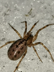 Stemonyphantes lineatus