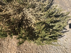 Halocnemum strobilaceum