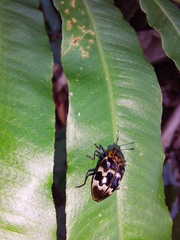 Prepopharus eduardoi