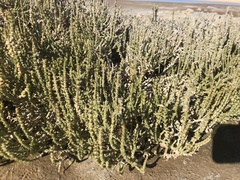 Halocnemum strobilaceum