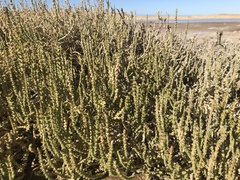 Halocnemum strobilaceum