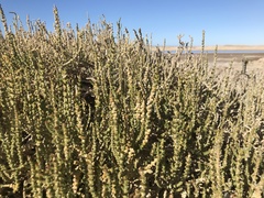 Halocnemum strobilaceum