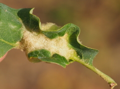 Neuroterus quercicola