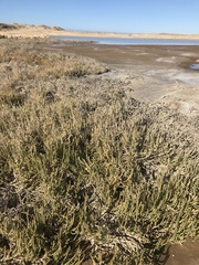 Halocnemum strobilaceum