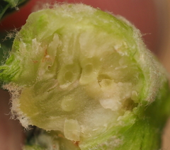 Neuroterus quercicola