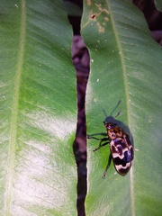 Prepopharus eduardoi