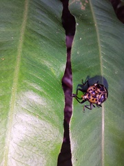 Prepopharus eduardoi