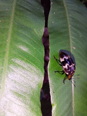 Prepopharus eduardoi