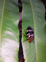 Prepopharus eduardoi