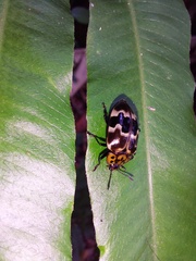 Prepopharus eduardoi