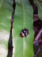 Prepopharus eduardoi