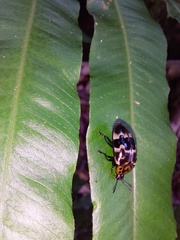 Prepopharus eduardoi