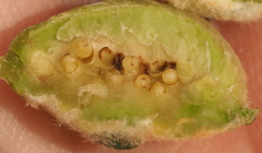 Neuroterus quercicola