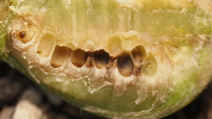 Neuroterus quercicola