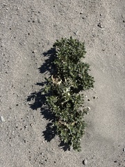 Stillingia spinulosa