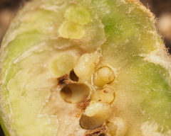 Neuroterus quercicola