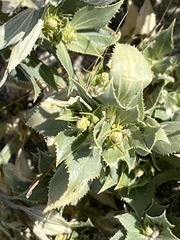 Stillingia spinulosa