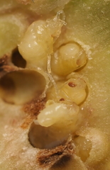 Neuroterus quercicola