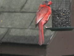Cardinalis cardinalis