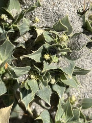 Stillingia spinulosa