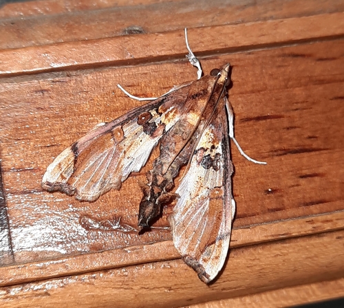 Terastia egialealis Walker, 1859