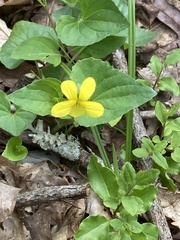 Viola eriocarpa