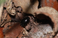 Loboptera