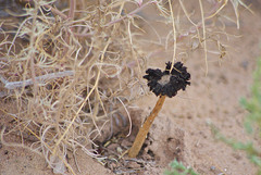 Montagnea arenaria