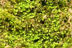 Southbya tophacea