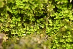 Southbya tophacea