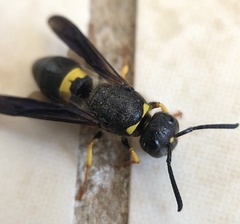 Ancistrocerus spinolae