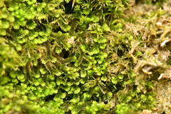 Southbya tophacea