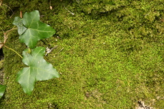 Southbya tophacea